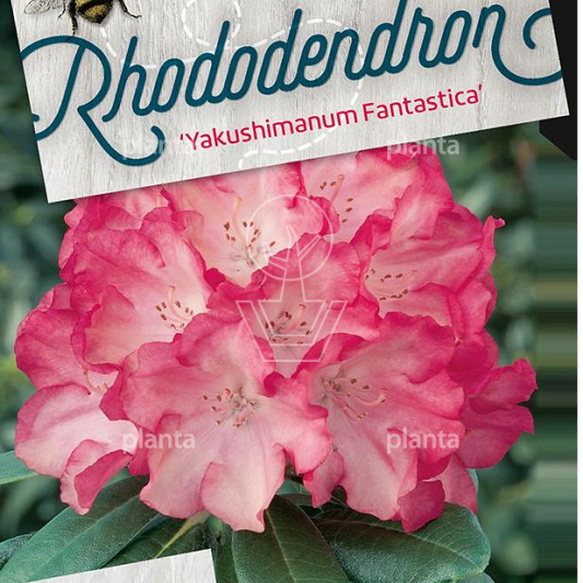 Rhododendron (Y) 'Fantastica'