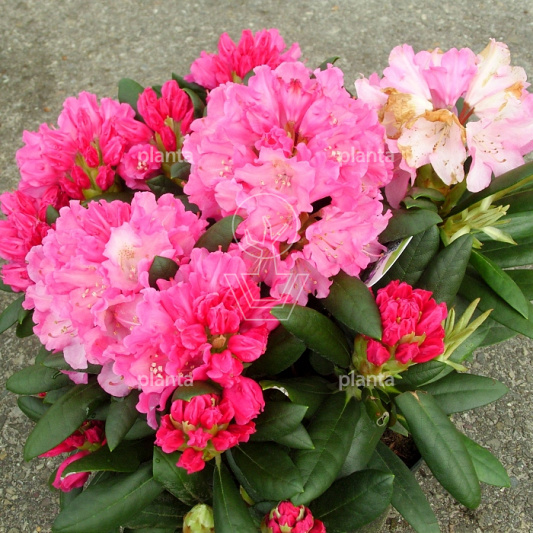 Rhododendron (Y) 'Kalinka'