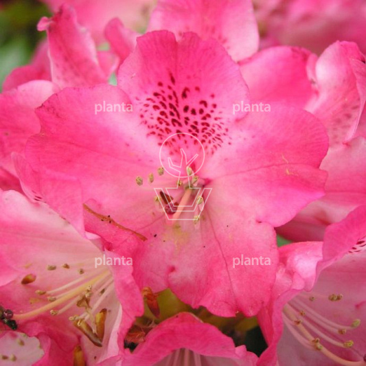 Rhododendron (Y) 'Morgenrot'