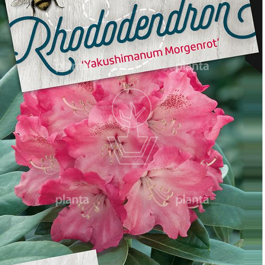 Rhododendron (Y) 'Morgenrot'