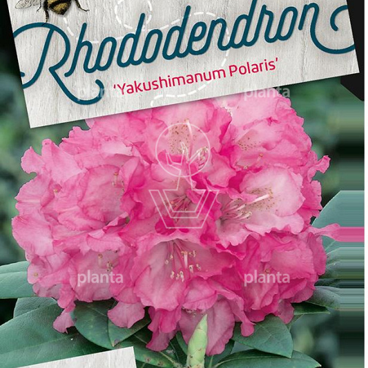 Rhododendron (Y) 'Polaris'