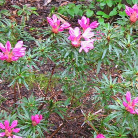 Rhododendron ponticum 'Graziella'