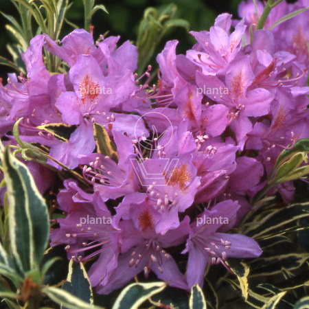 Rhododendron ponticum 'Variegatum'