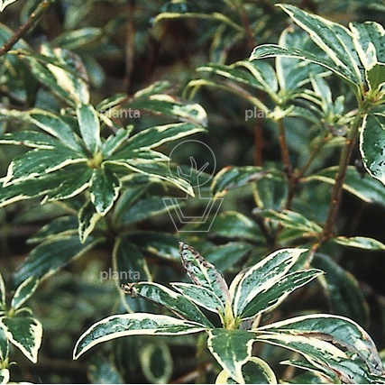 Rhododendron ponticum 'Variegatum'