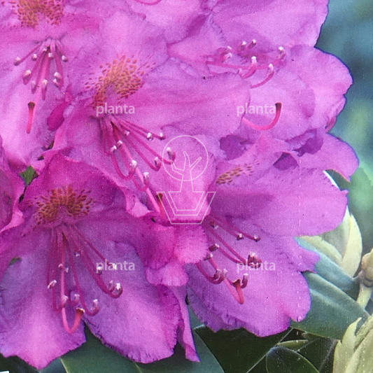 Rhododendron ponticum