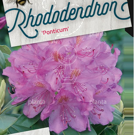 Rhododendron ponticum