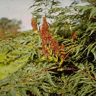 Rhus typhina 'Dissecta'