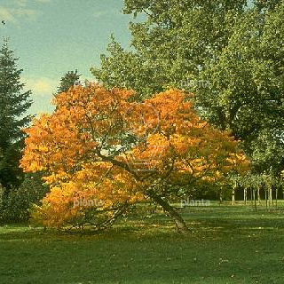 Rhus typhina 'Dissecta'