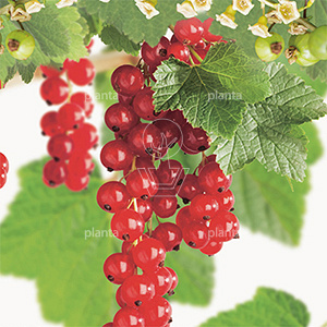 Ribes rubrum 'Jonkheer van Tets'