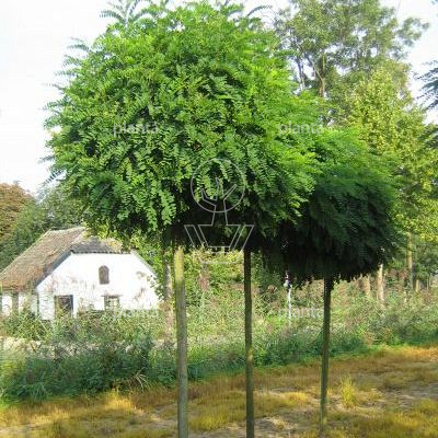 Robinia ps. 'Umbraculifera'