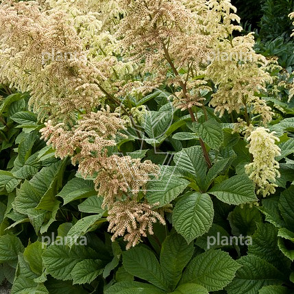 Rodgersia aesculifolia