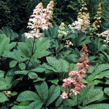 Rodgersia pinnata