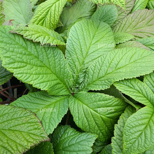 Rodgersia pinnata