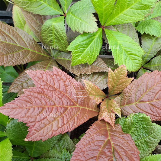 Rodgersia podophylla 'Braunlaub'