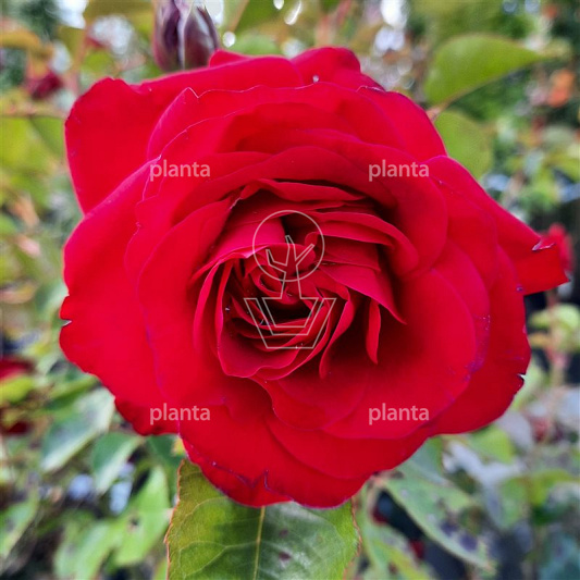 Rosa (F) 'Nina Weibull'