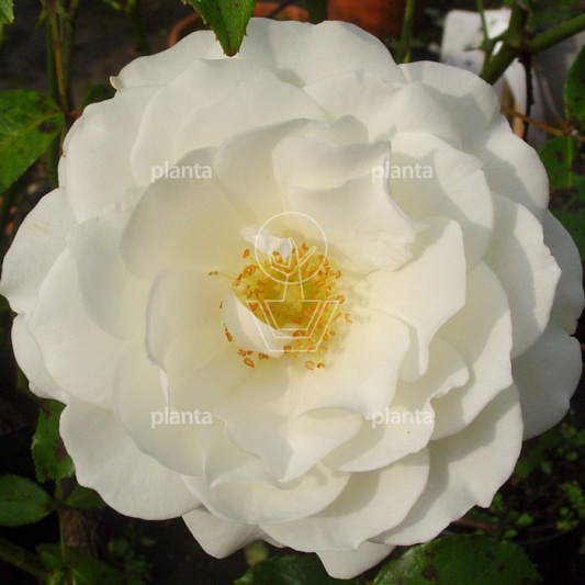 Rosa (F) 'Schneewittchen'