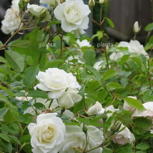 Rosa (F) 'Schneewittchen'