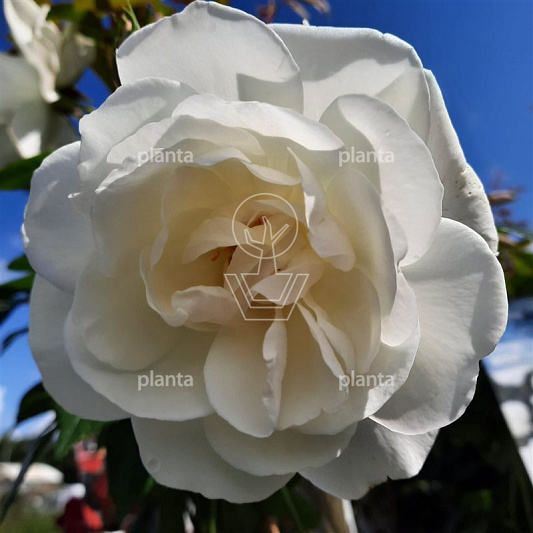 Rosa (K) 'Climbing Iceberg'