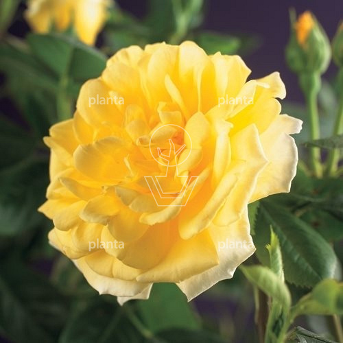 Rosa (K) 'Golden Climber'