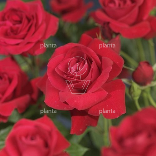 Rosa (K) 'Heidelberg'