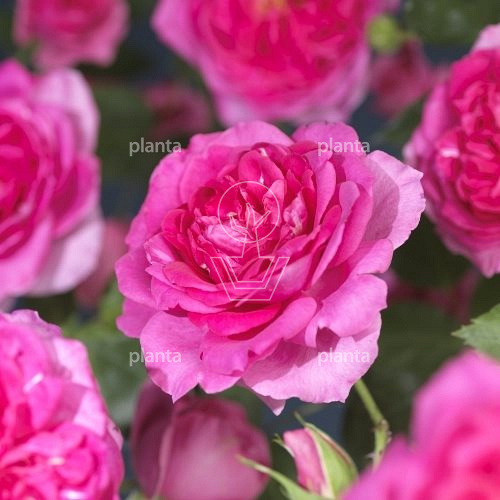 Rosa (K) 'Pink Climber'