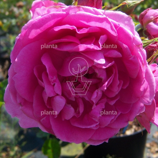 Rosa (K) 'Pink Cloud'
