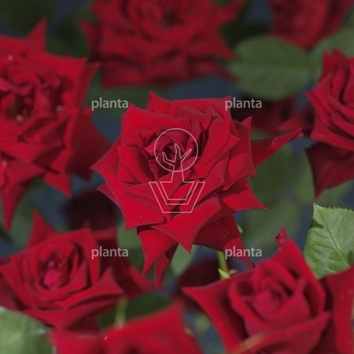 Rosa (K) 'Red Climber'