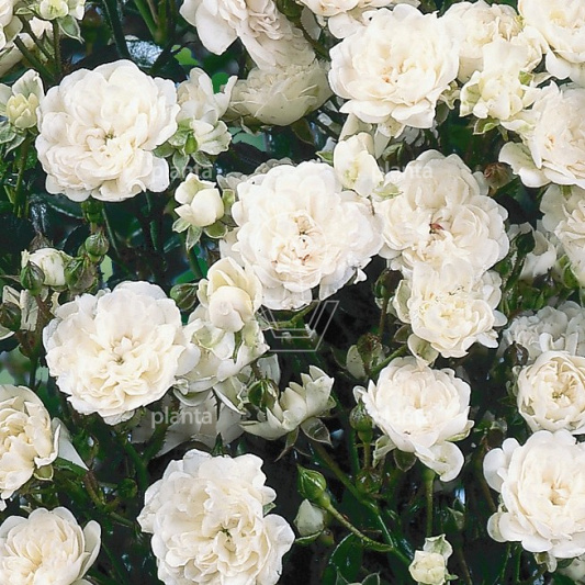 Rosa (P) 'Crystal Fairy'