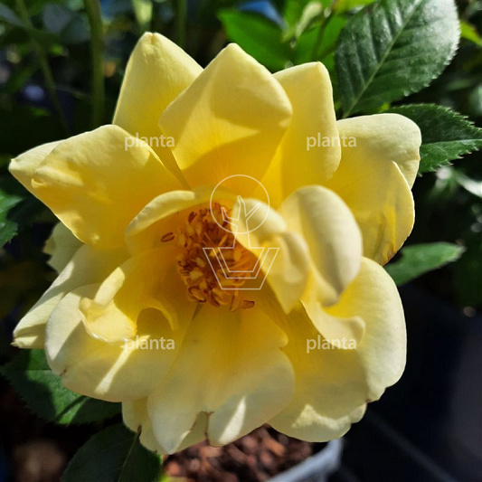 Rosa (P) 'Dolly Dot'