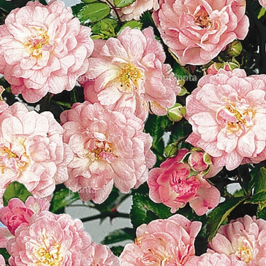 Rosa (P) 'The Fairy'