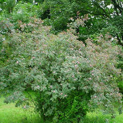 Rosa glauca