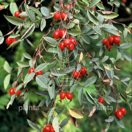 Rosa glauca