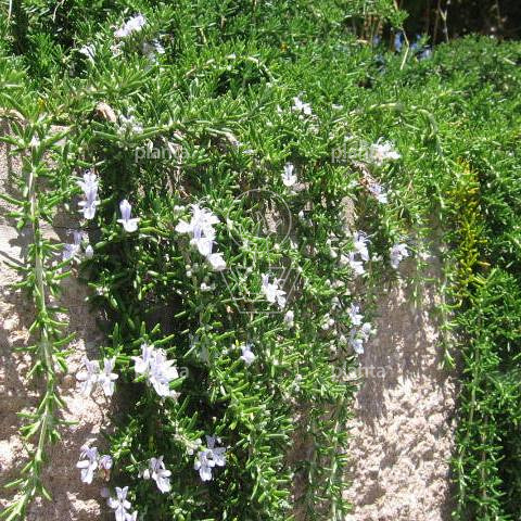 Rosmarinus officinalis 'Prostratus'