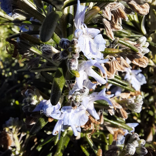 Rosmarinus officinalis 'Prostratus'