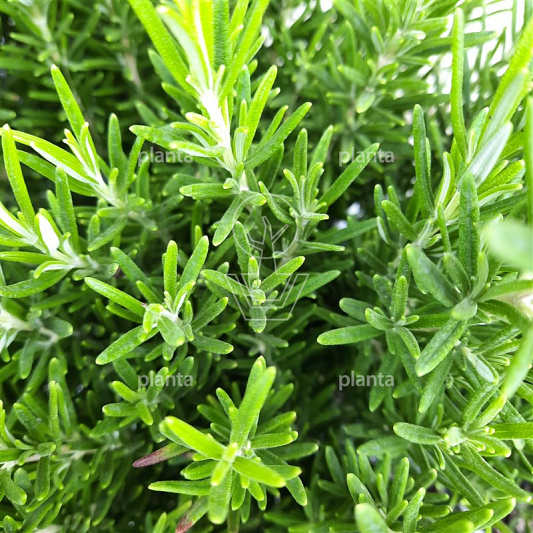 Rosmarinus officinalis