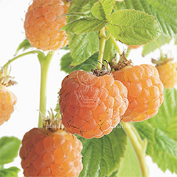 Rubus idaeus 'Fallgold'