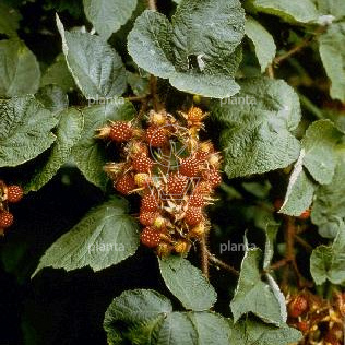 Rubus phoenicolasius