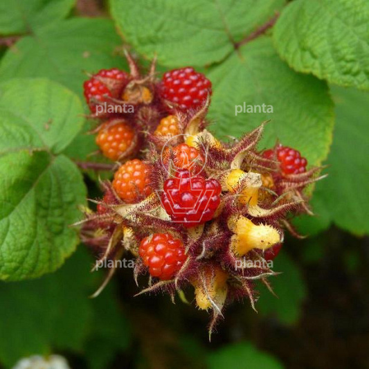 Rubus phoenicolasius