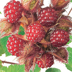 Rubus phoenicolasius