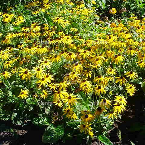 Rudbeckia fulgida 'Goldsturm'