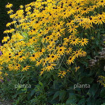 Rudbeckia fulgida 'Goldsturm'