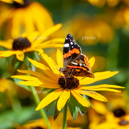 Rudbeckia fulgida 'Little Goldstar'