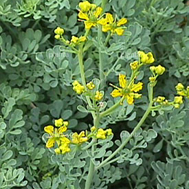Ruta graveolens