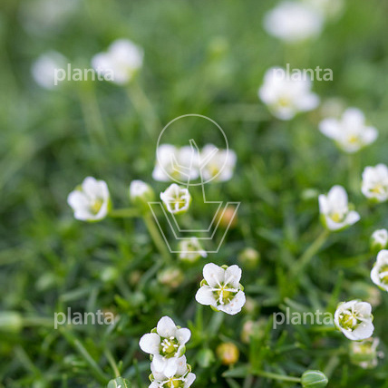 Sagina subulata 'Senior'