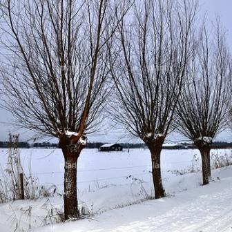 Salix alba