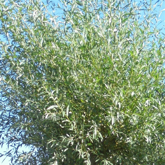 Salix alba