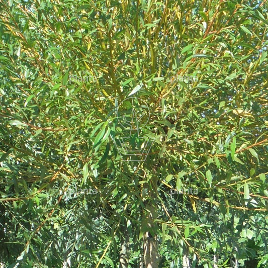 Salix alba 'Chermesina'