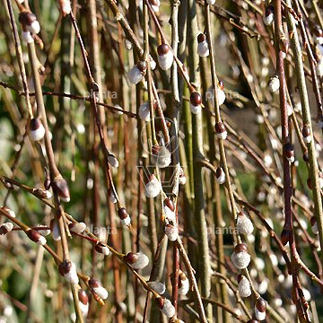 Salix caprea 'Kilmarnock'