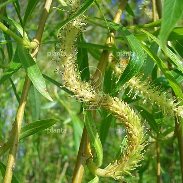 Salix sepulcralis 'Chrysocoma'