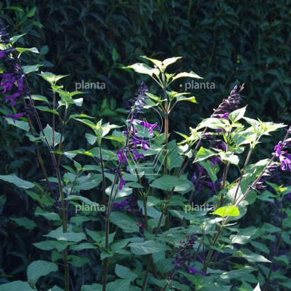Salvia 'Amistad'